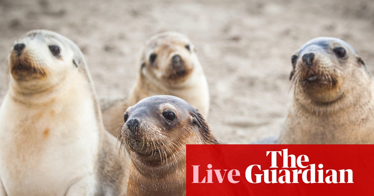 First case of bird flu in endangered Australian sea lion confirmed – as it happened